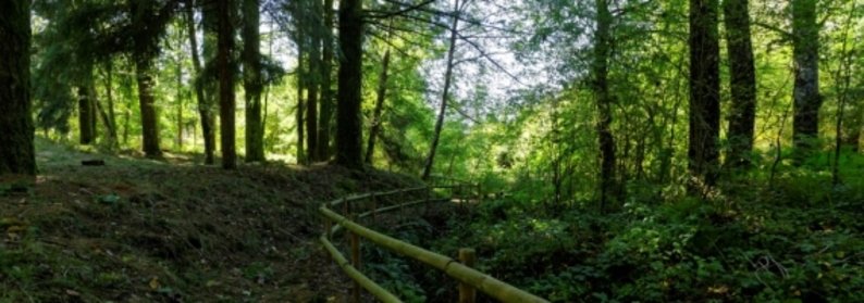 GNR e Município de Viseu promovem limpeza florestal