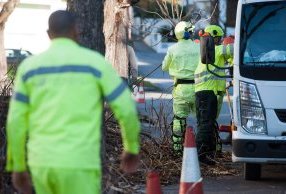 Operação de manutenção de 9500 árvores de Viseu arrancou hoje