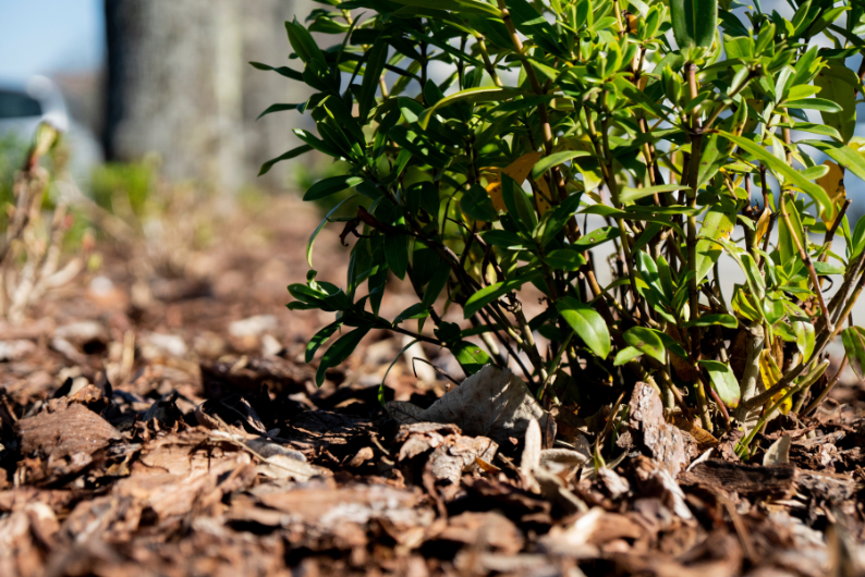 Município de Viseu avança com reconversão do coberto vegetal nos separadores rodoviários da Circular Sul