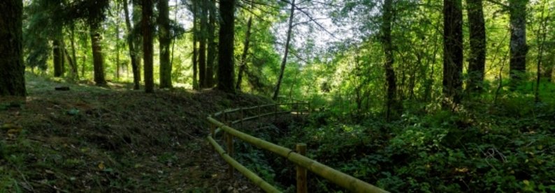 Município de Viseu assina acordo de cooperação para o 1º inventário arbóreo de Viseu